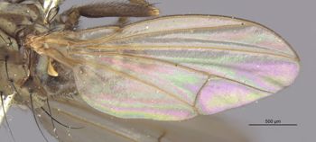 Media type: image;   Entomology 11127 Aspect: Wing front